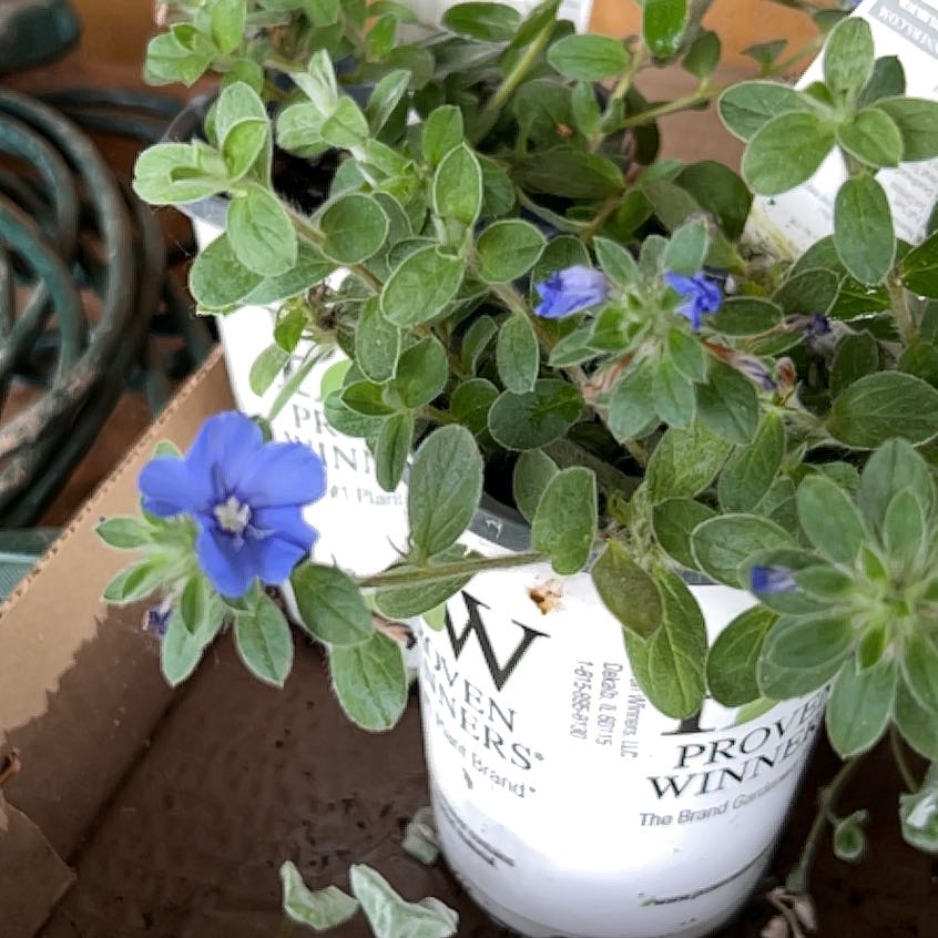Photo of the plant species Blue Eyes Evolvulus by @BrightWaiuatua2 named Rainier on Greg, the plant care app