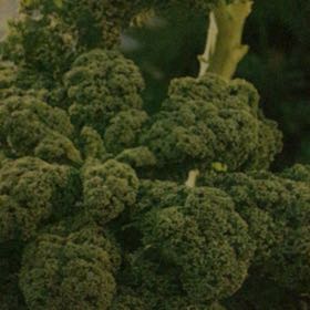 Photo of the plant species Vates Blue Curled Kale by @VastPuka65 named Winston on Greg, the plant care app
