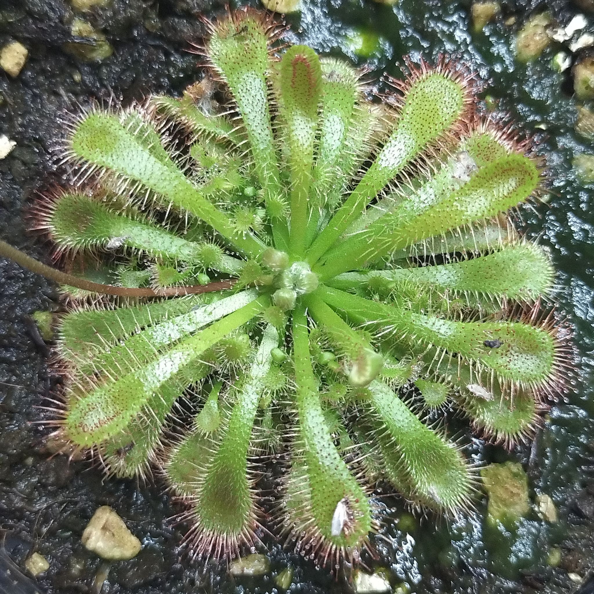 Photo of the plant species Tropical Sundew by @EnduringTipa33 named 紅毛呆 on Greg, the plant care app
