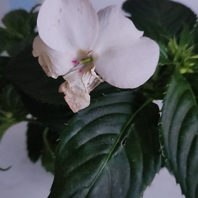 Photo of the plant species White Impatiens by @ValidCosentinia named Emerson on Greg, the plant care app