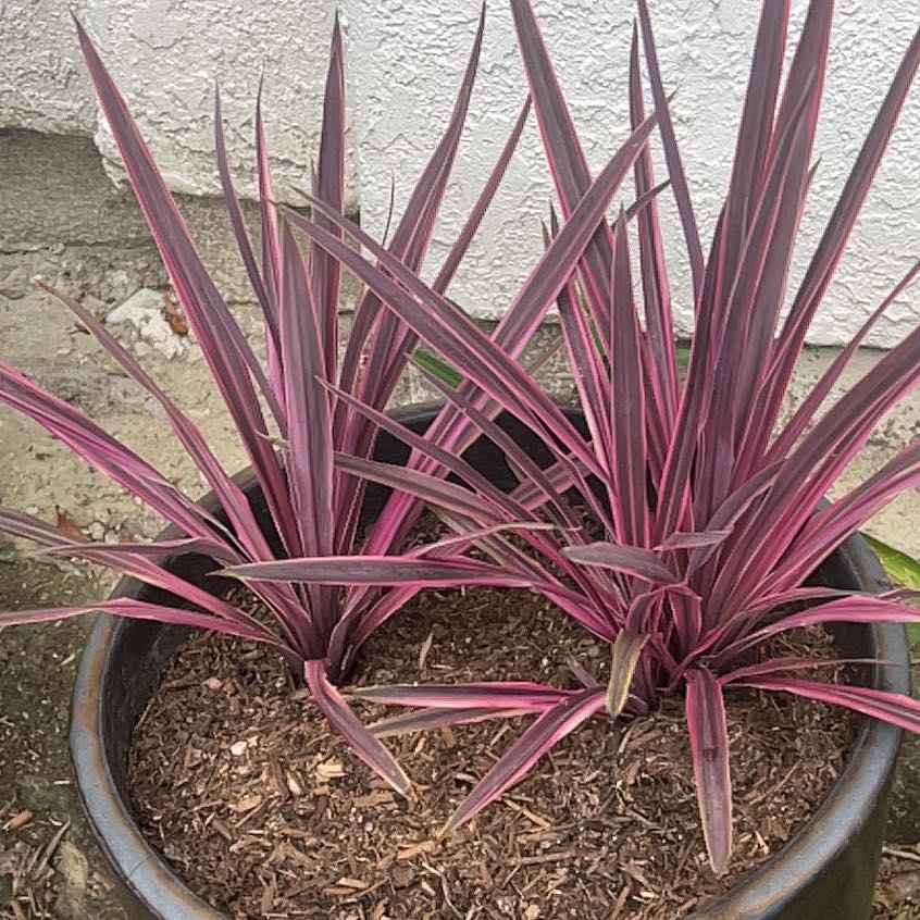 Photo of the plant species Cordyline 'Tana' by @DeftChickory34 named Zion on Greg, the plant care app