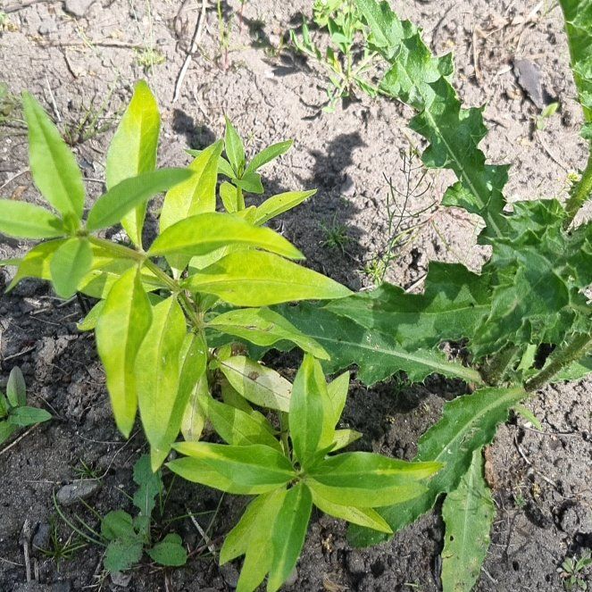 Photo of the plant species Rose Madder by @GlowingBagpod68 named James Dean on Greg, the plant care app