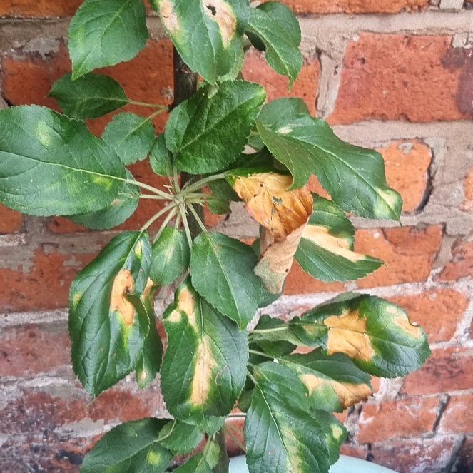 Photo of the plant species Malus Sylvestris by @GlowingBagpod68 named Tupot amaroot on Greg, the plant care app