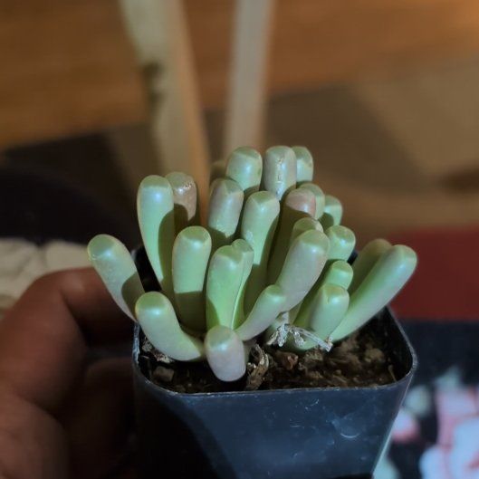 Photo of the plant species Baby Toes by @SleekFeltbush63 named Kardashian on Greg, the plant care app