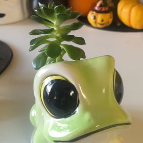 Photo of the plant species Blue Atoli Echevaria by @AlexaGhoulxo named Nemo on Greg, the plant care app