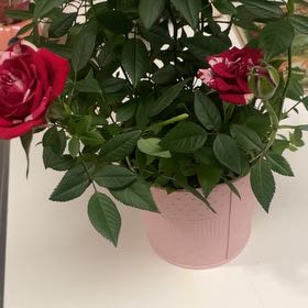 Photo of the plant species Miniature Rose by @AlexaGhoulxo named Aphrodite on Greg, the plant care app