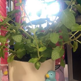 Photo of the plant species Chocolate Mint by @AlexaGhoulxo named Mando on Greg, the plant care app