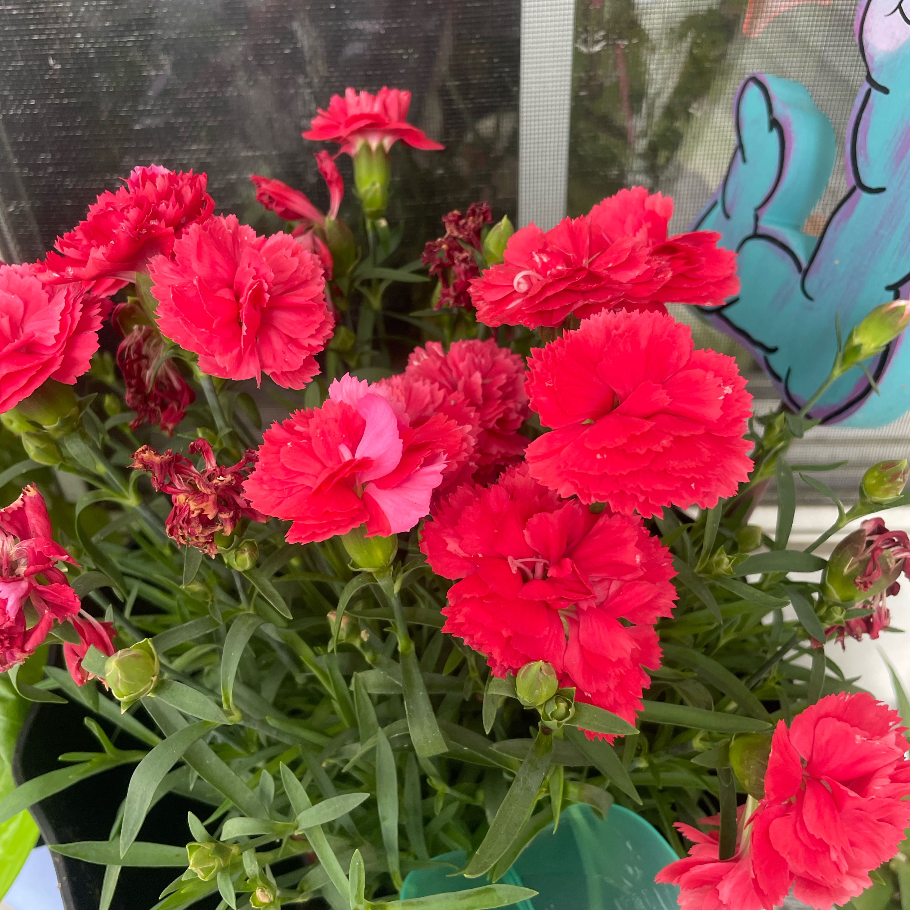 Photo of the plant species Border Carnation by @AlexaGhoulxo named Maya on Greg, the plant care app