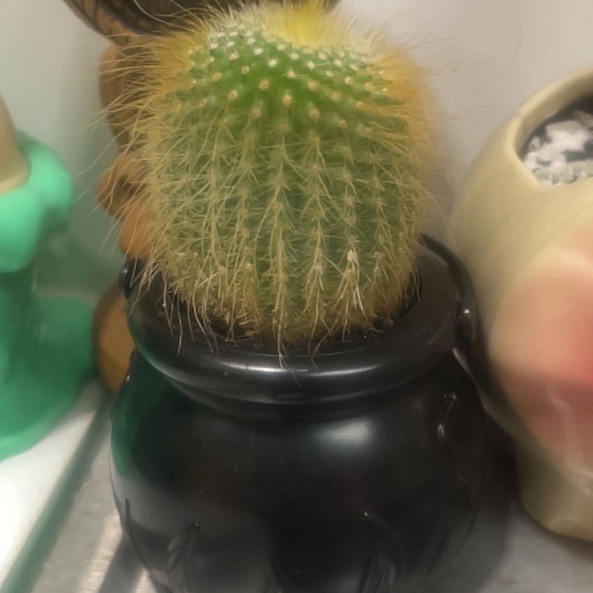 Photo of the plant species Yellow Tower Cactus by @AlexaGhoulxo named Willow on Greg, the plant care app
