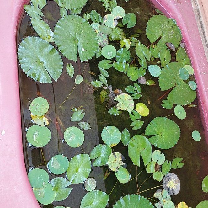 Photo of the plant species Fringed Water Lily by @ManyDamiana15 named Lola on Greg, the plant care app