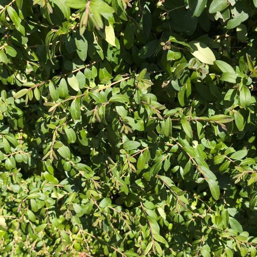 Photo of the plant species Milk Purslane by @ClubbyBegonia50 named Planty on Greg, the plant care app