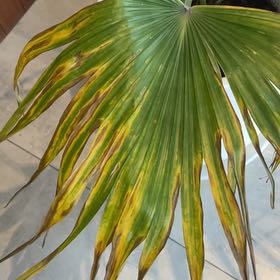 Photo of the plant species Florida Thatch Palm by @DollBogarum20 named Stella on Greg, the plant care app