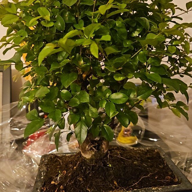 Photo of the plant species Chinese Sweet Plum by @CleanApachepine named Orwell on Greg, the plant care app