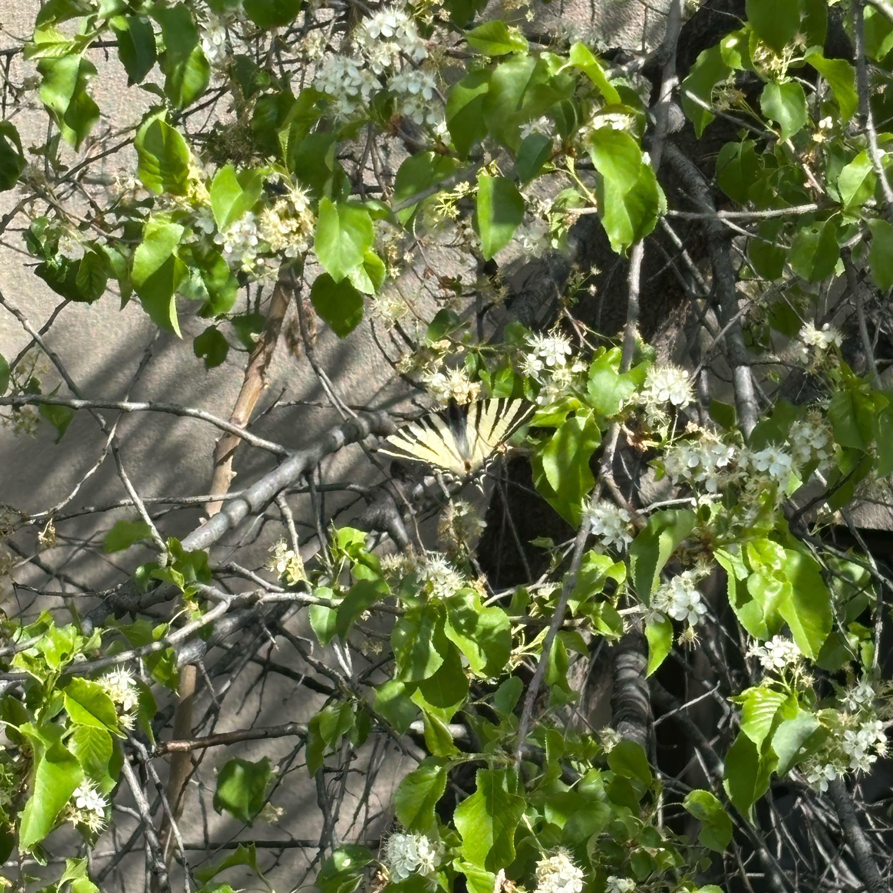 Photo of the plant species Evergreen Clematis by @LargeInchworm14 named Zion on Greg, the plant care app