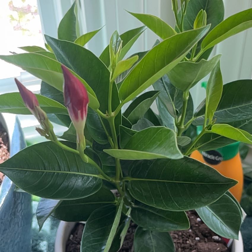 Photo of the plant species A Carnival Of Blooms by @ProviderMexico named Mando on Greg, the plant care app