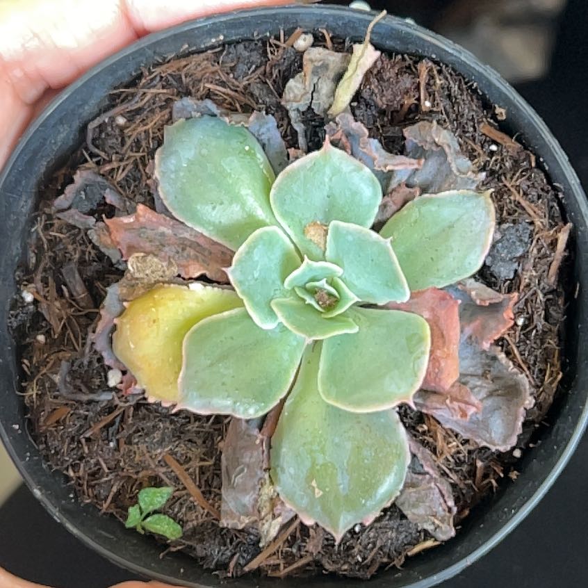Photo of the plant species Echeveria 'Neon Breaker' by @ResolvedPilea named Gomez on Greg, the plant care app