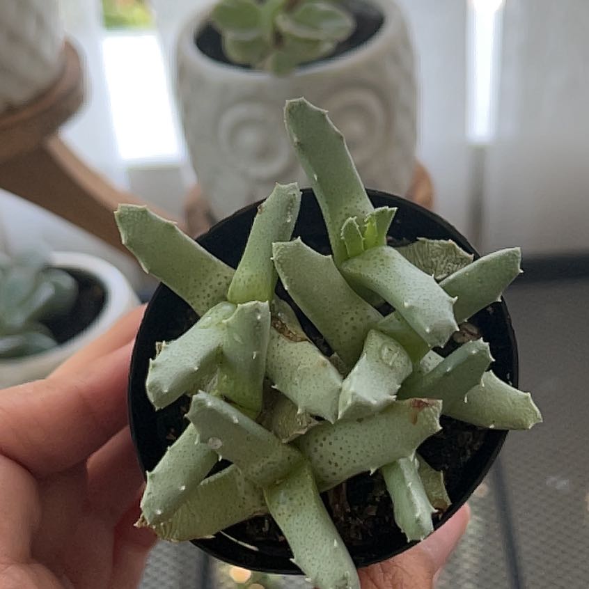 Photo of the plant species Musteline Stomatium by @ResolvedPilea named Marilyn on Greg, the plant care app