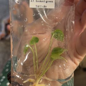 Photo of the plant species Variegated Hookeri by @ResolvedPilea named Mollie on Greg, the plant care app