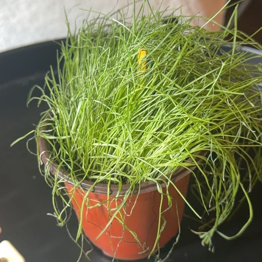 Photo of the plant species Grass by @HotSalal91 named Treeyoncé on Greg, the plant care app