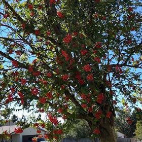 Photo of the plant species European Mountain Ash by @UptodateComet named Pax on Greg, the plant care app