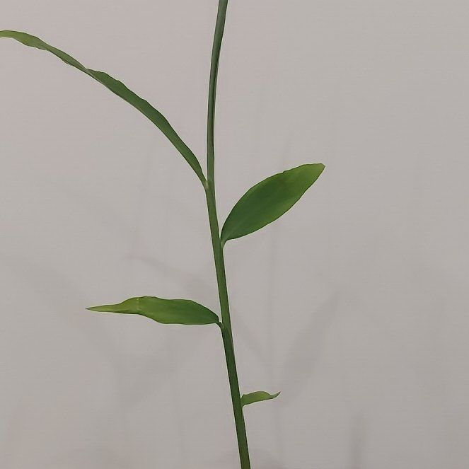 Photo of the plant species Zingiber officinale var. macrorhizonum by @SaviorKawaka95 named Imbir 1 on Greg, the plant care app