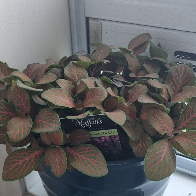 Photo of the plant species Nerve Plant by @SizzlingHedera named Vivian on Greg, the plant care app
