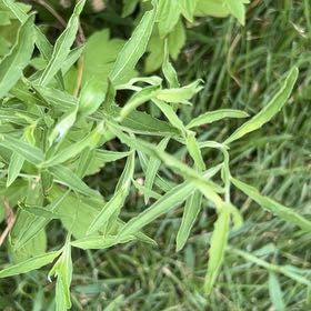 Photo of the plant species Caley Pea by @YardPomelo32 named Pax on Greg, the plant care app