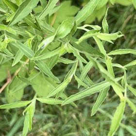 Photo of the plant species Caley Pea by @YardPomelo32 named Bieber on Greg, the plant care app