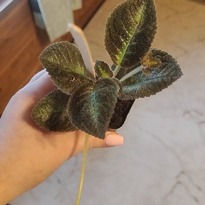 Photo of the plant species California Flannelbush by @ManyGasplant55 named Rainier on Greg, the plant care app