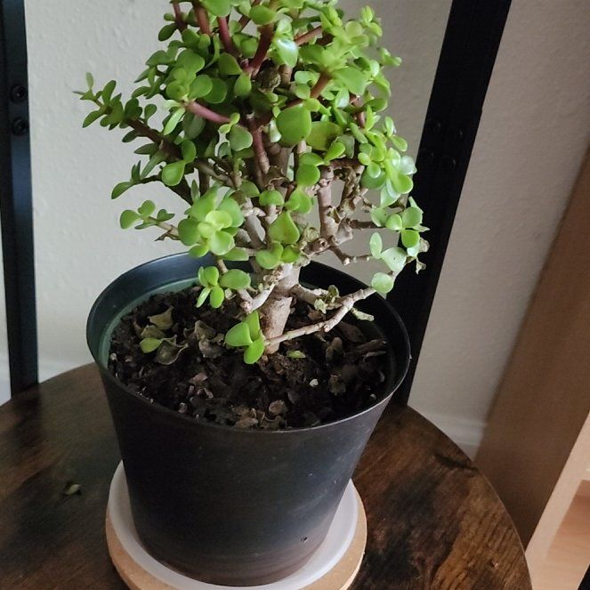 Plant care for Portulacaria afra 'Manny' on Greg, the plant care app