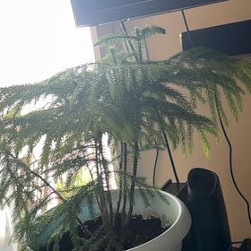 Sahara