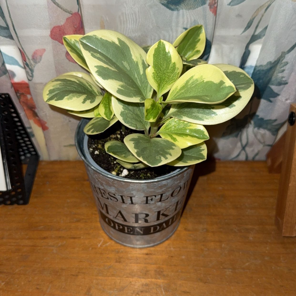 Photo of the plant species Peperomia 'Sweet and Sour™' by @Hayliedawn98 named Pepper on Greg, the plant care app