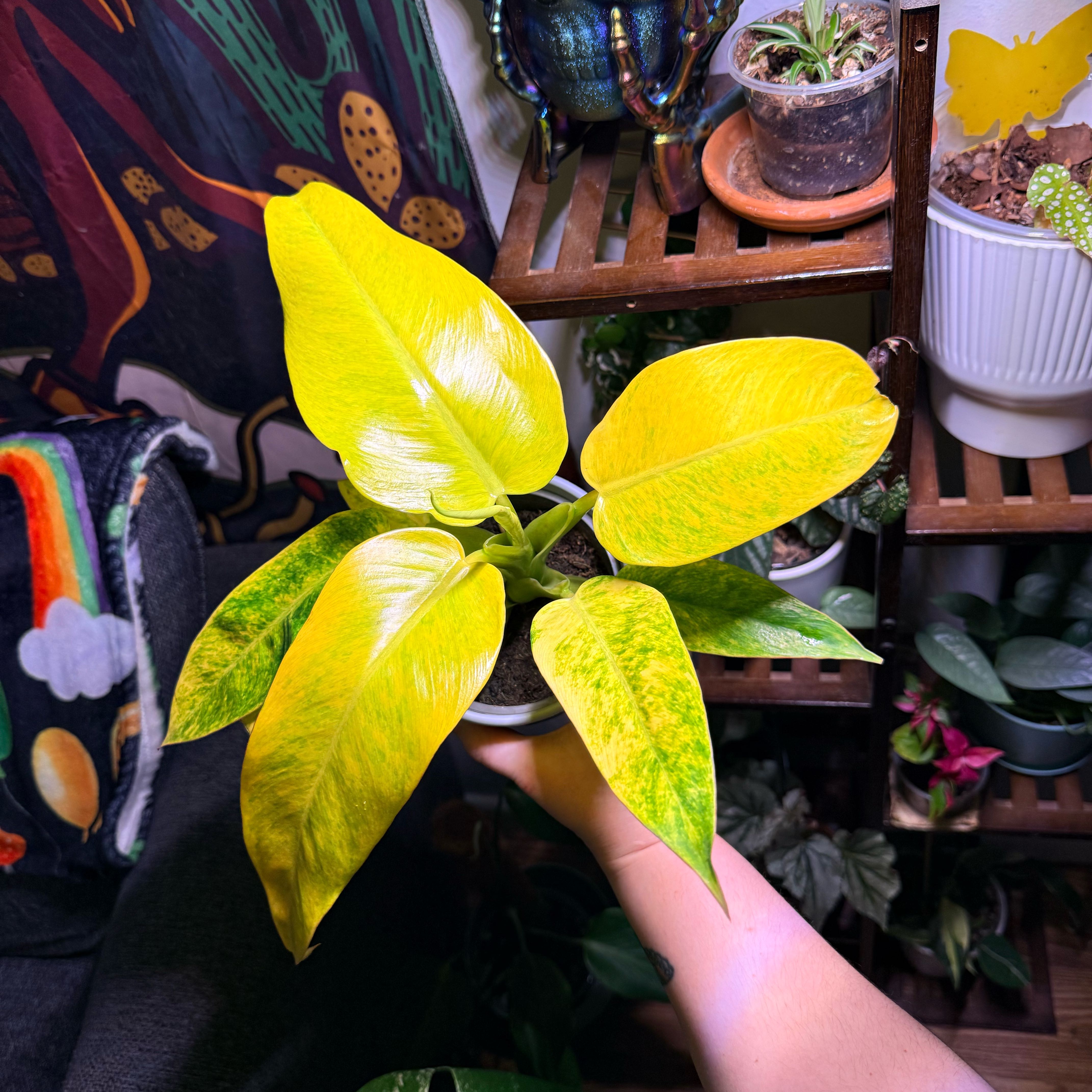 Photo of the plant species Philodendron Calkins Gold by @Hayliedawn98 named Goldilocks on Greg, the plant care app