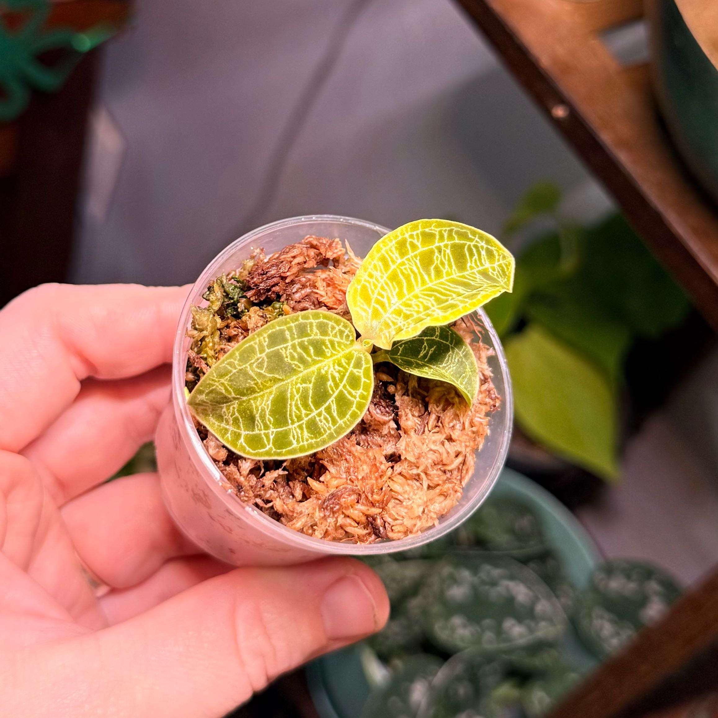 Photo of the plant species Lightning Bolt Jewel Orchid by @Hayliedawn98 named Thor on Greg, the plant care app