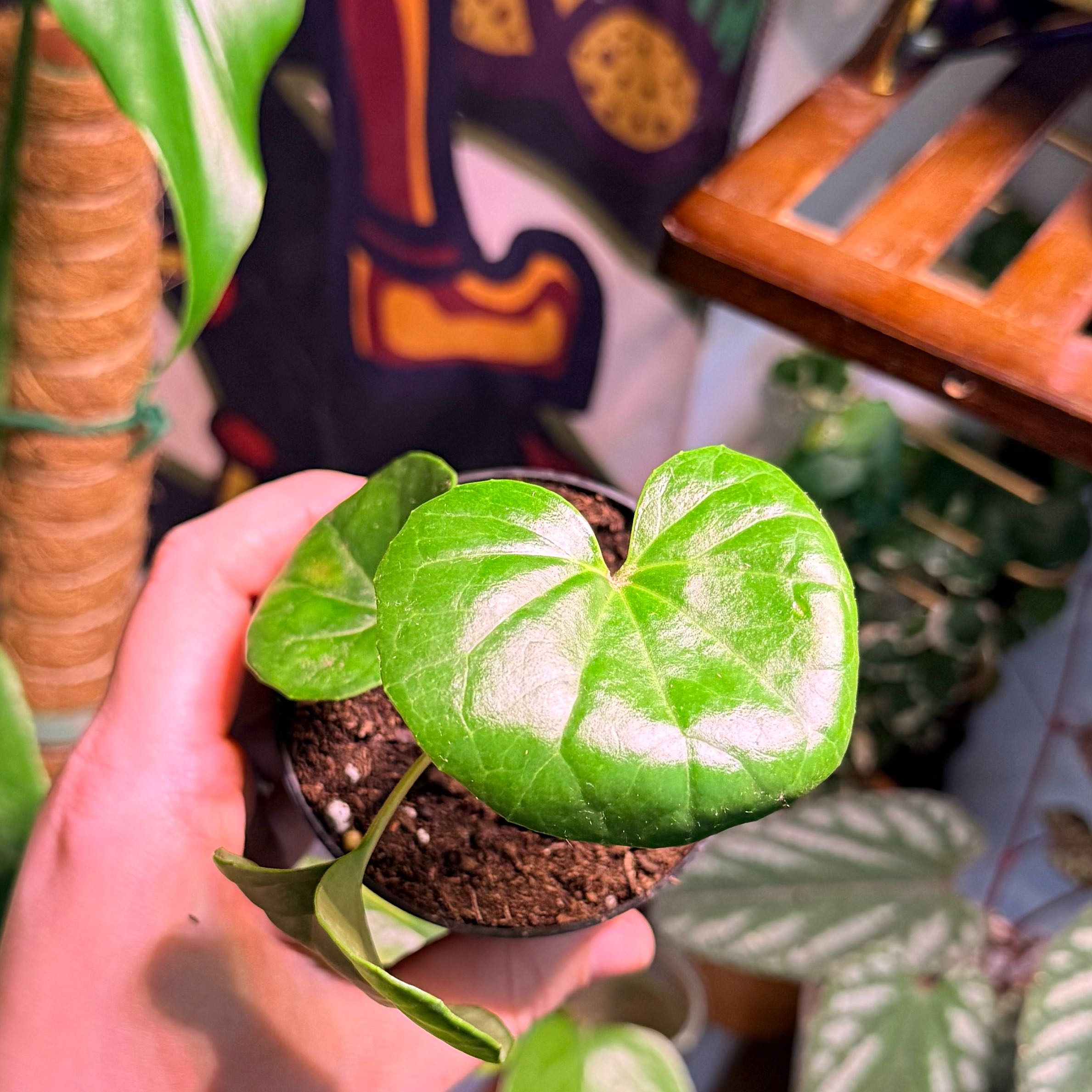 Photo of the plant species Tractor Seat Plant by @Hayliedawn98 named Sol on Greg, the plant care app