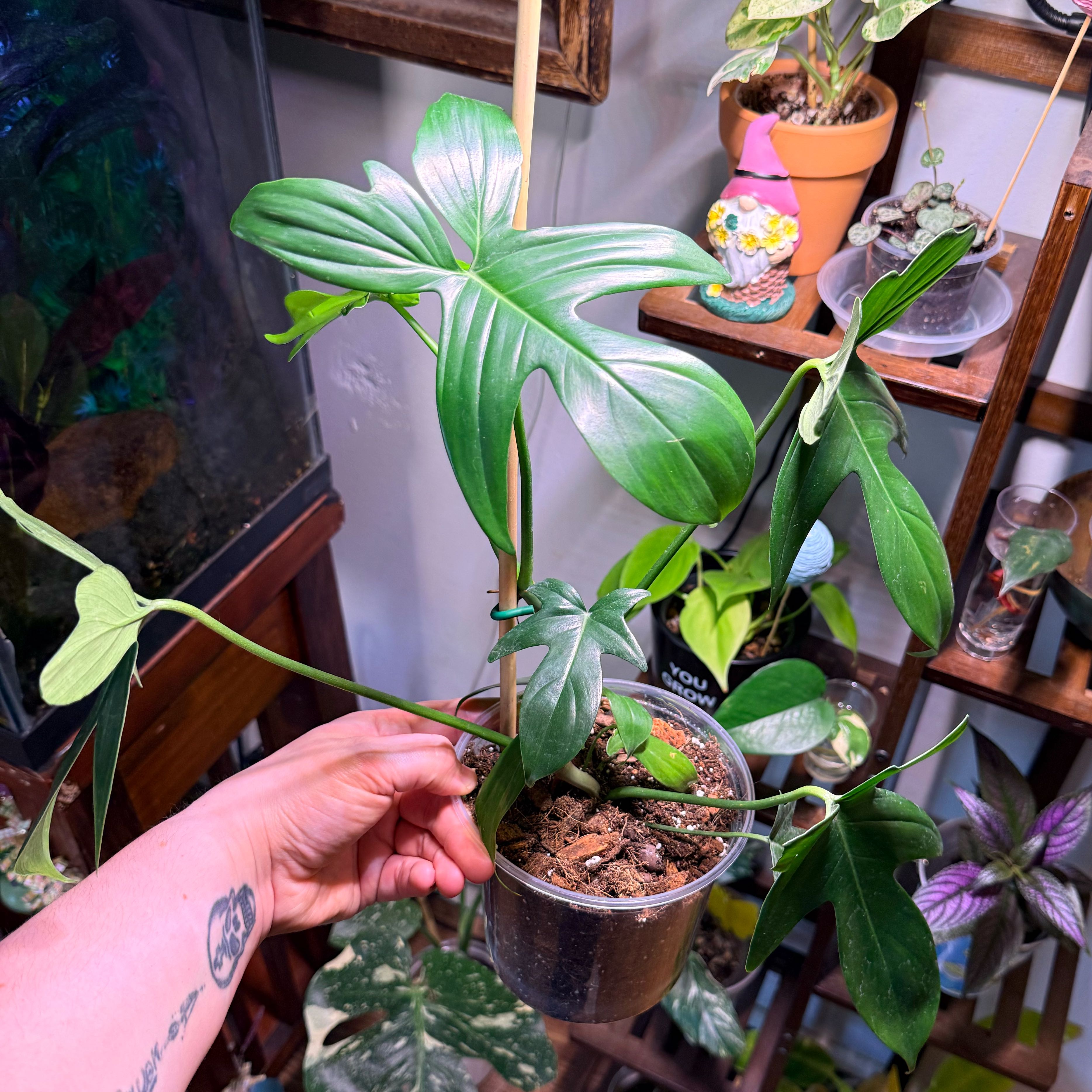 Photo of the plant species Florida Green Philodendron by @Hayliedawn98 named Tampa on Greg, the plant care app