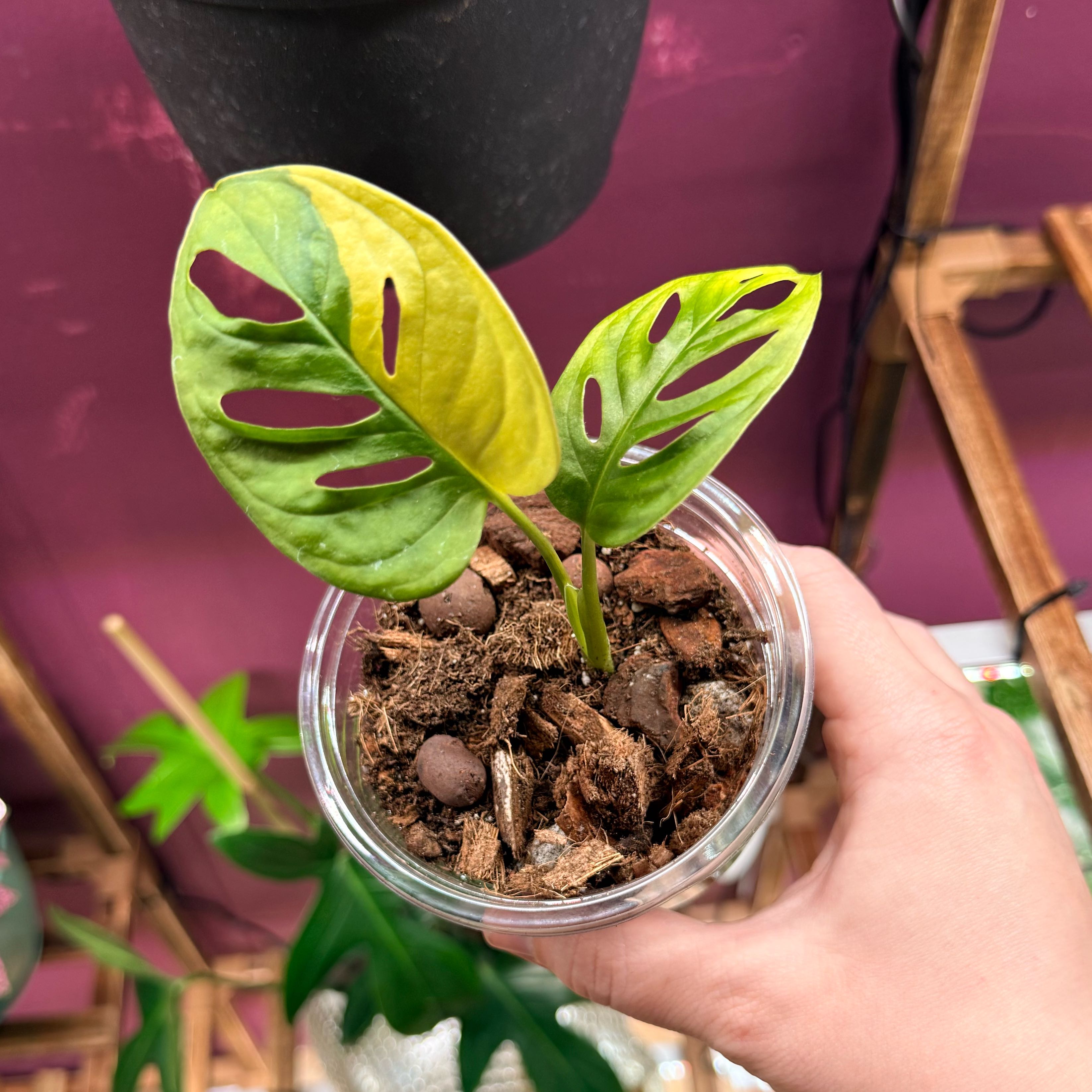 Photo of the plant species Aurea Swiss Cheese Plant by @Hayliedawn98 named Orla on Greg, the plant care app