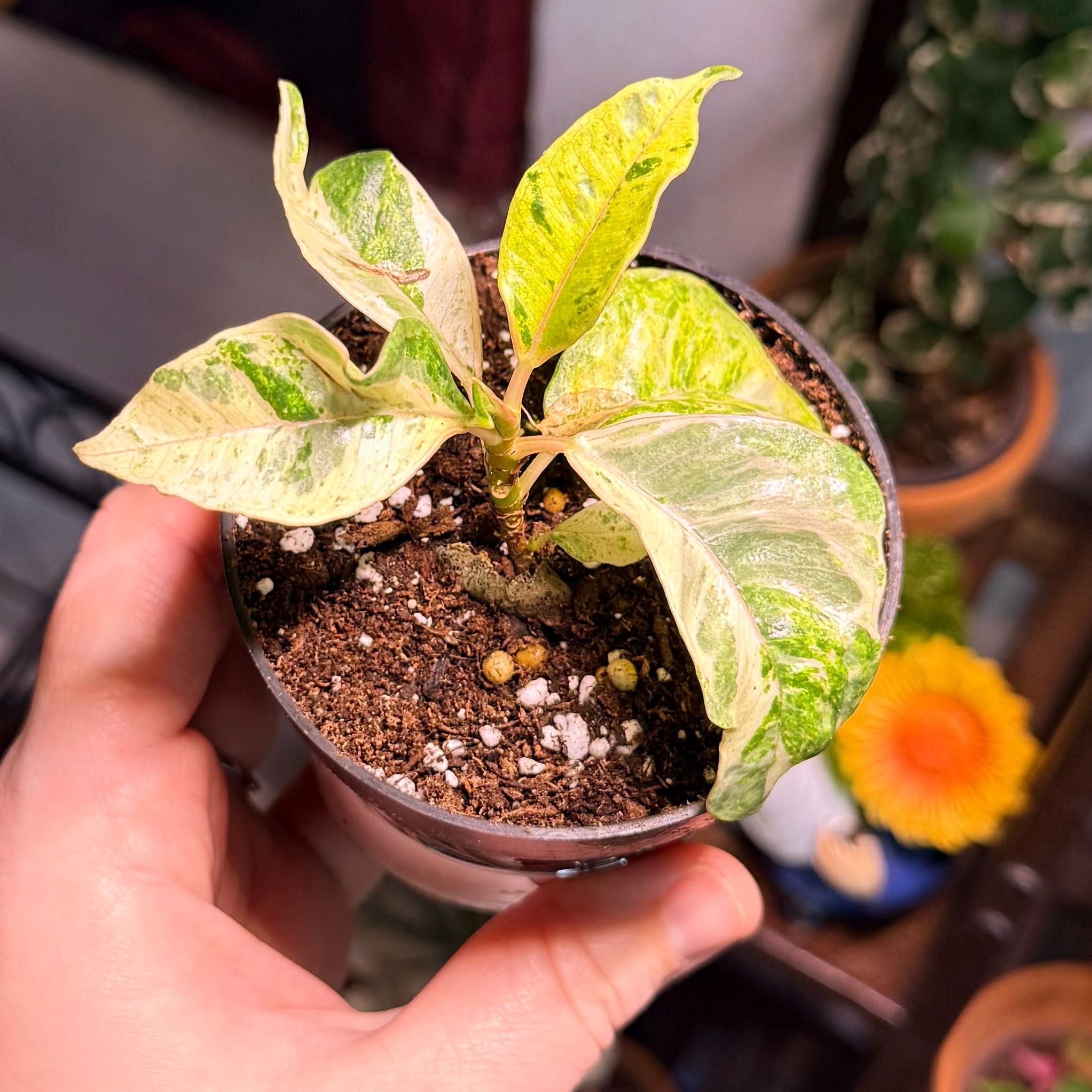 Photo of the plant species Ficus Moonshine by @Hayliedawn98 named Hooch on Greg, the plant care app