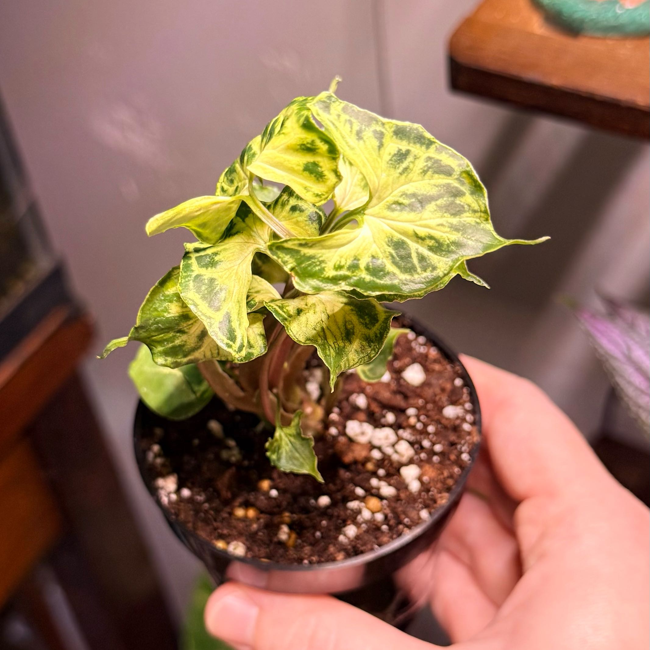 Photo of the plant species Syngonium by @Hayliedawn98 named Venom on Greg, the plant care app