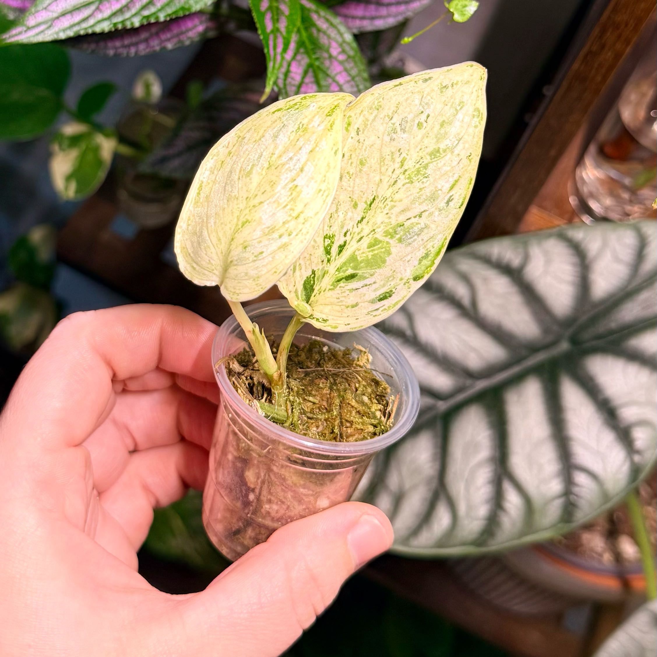 Photo of the plant species Scindapsus treubii 'Albo' by @Hayliedawn98 named Mando on Greg, the plant care app