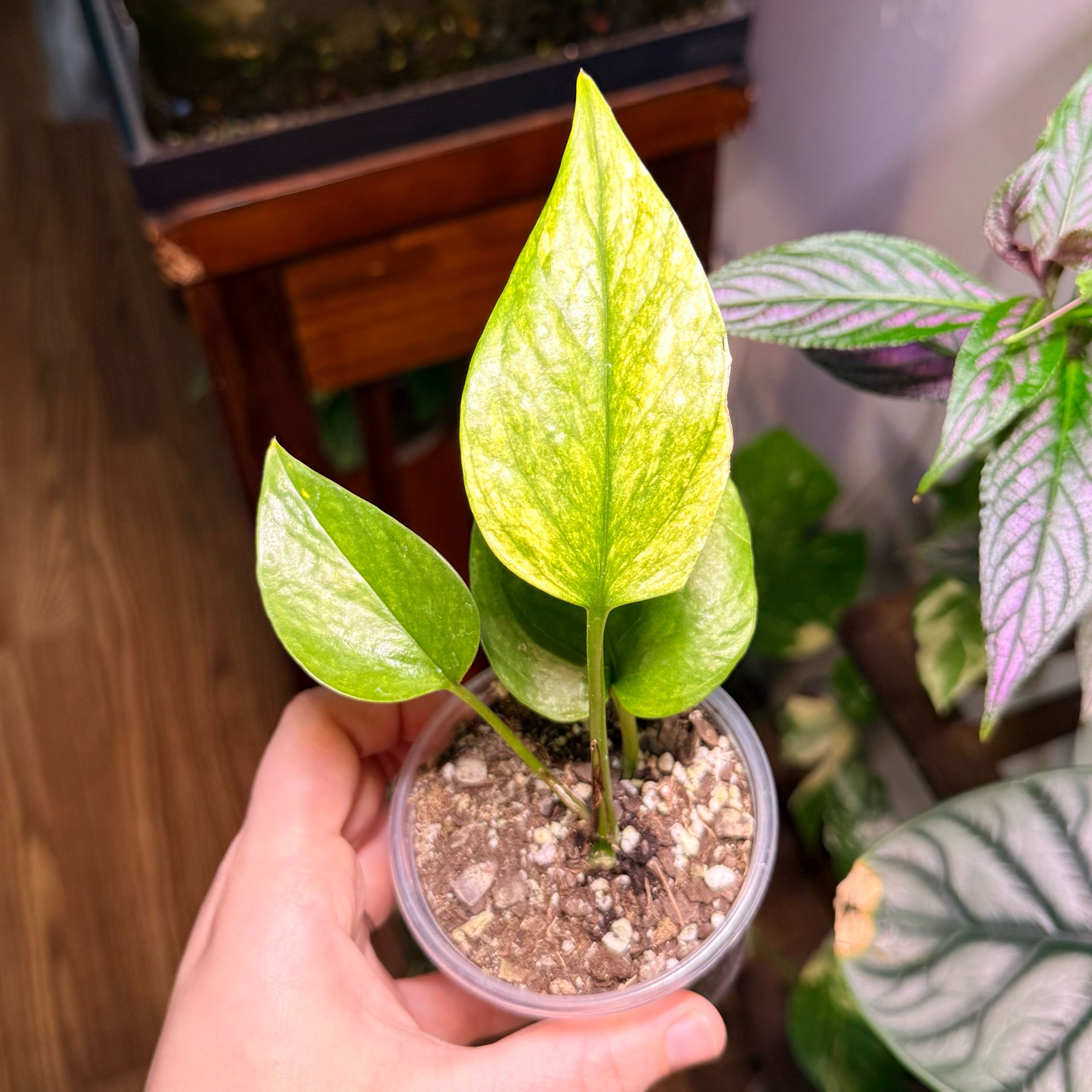 Photo of the plant species Jessenia Pothos by @Hayliedawn98 named Jessie on Greg, the plant care app