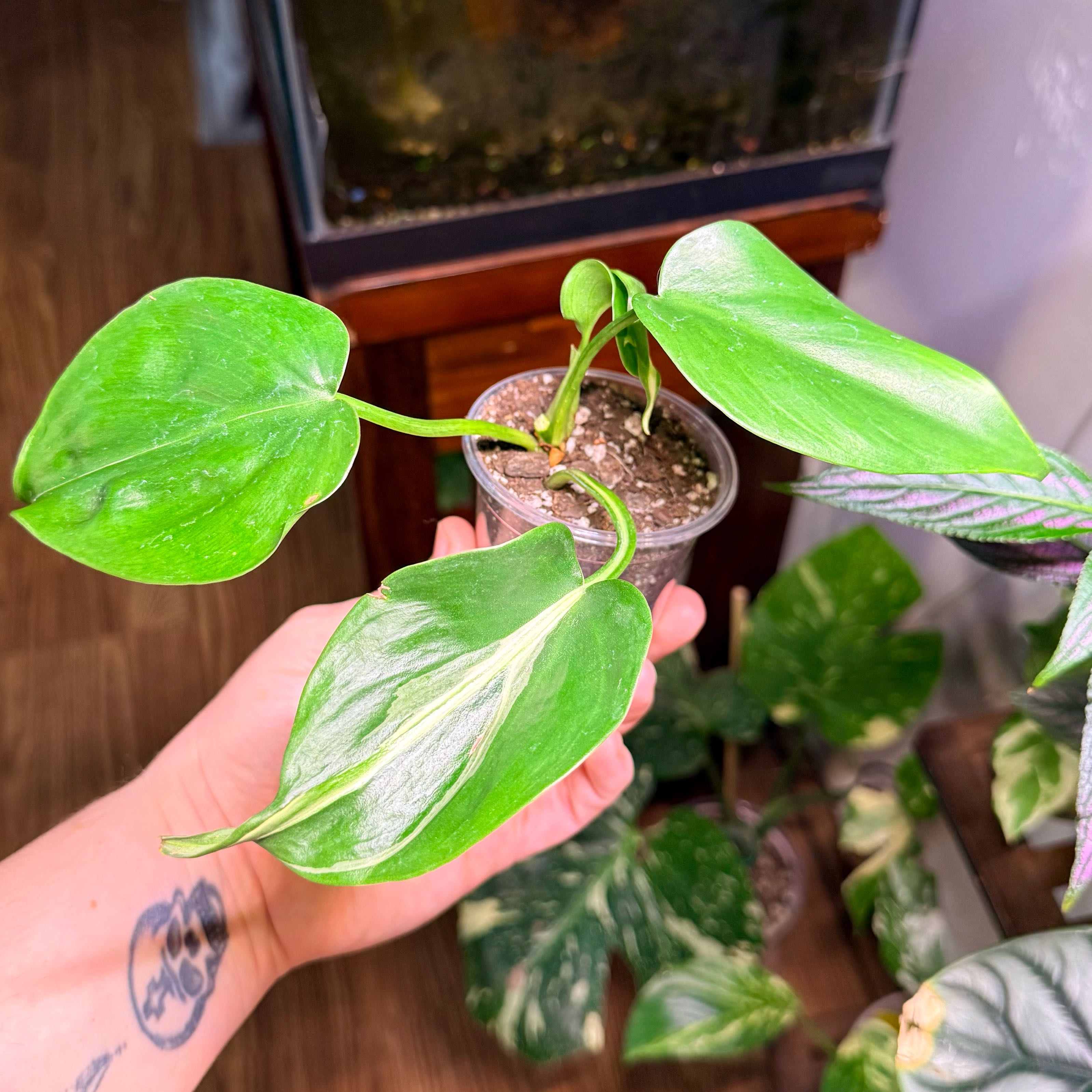 Photo of the plant species Silver Stripe Philodendron by @Hayliedawn98 named Silver Fox on Greg, the plant care app