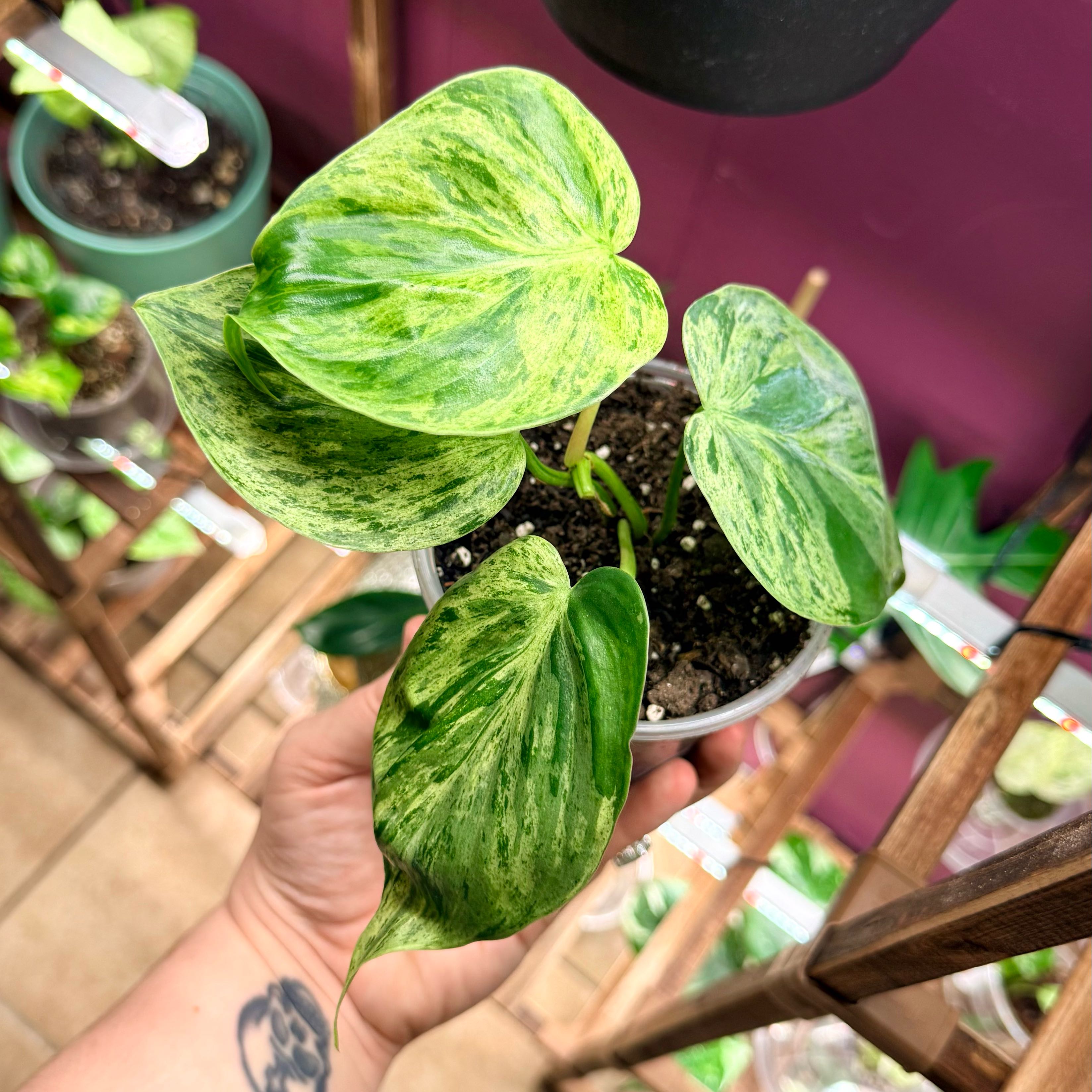 Photo of the plant species Variegated Heartleaf Philodendron by @Hayliedawn98 named Pluto on Greg, the plant care app
