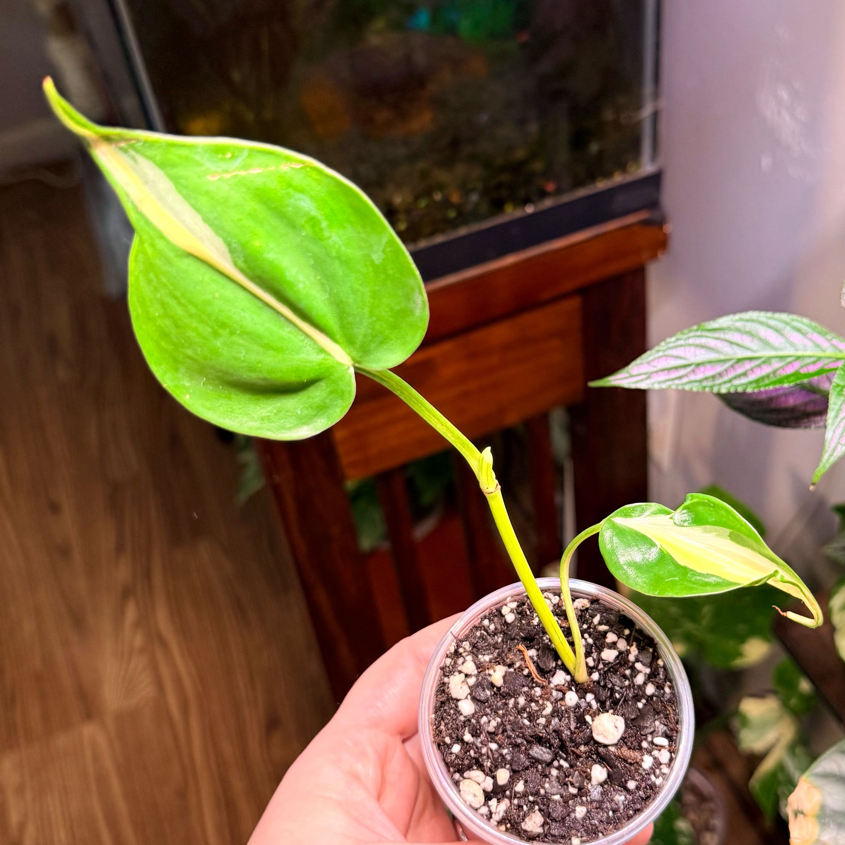 Photo of the plant species Philodendron cream splash by @Hayliedawn98 named Dairy on Greg, the plant care app