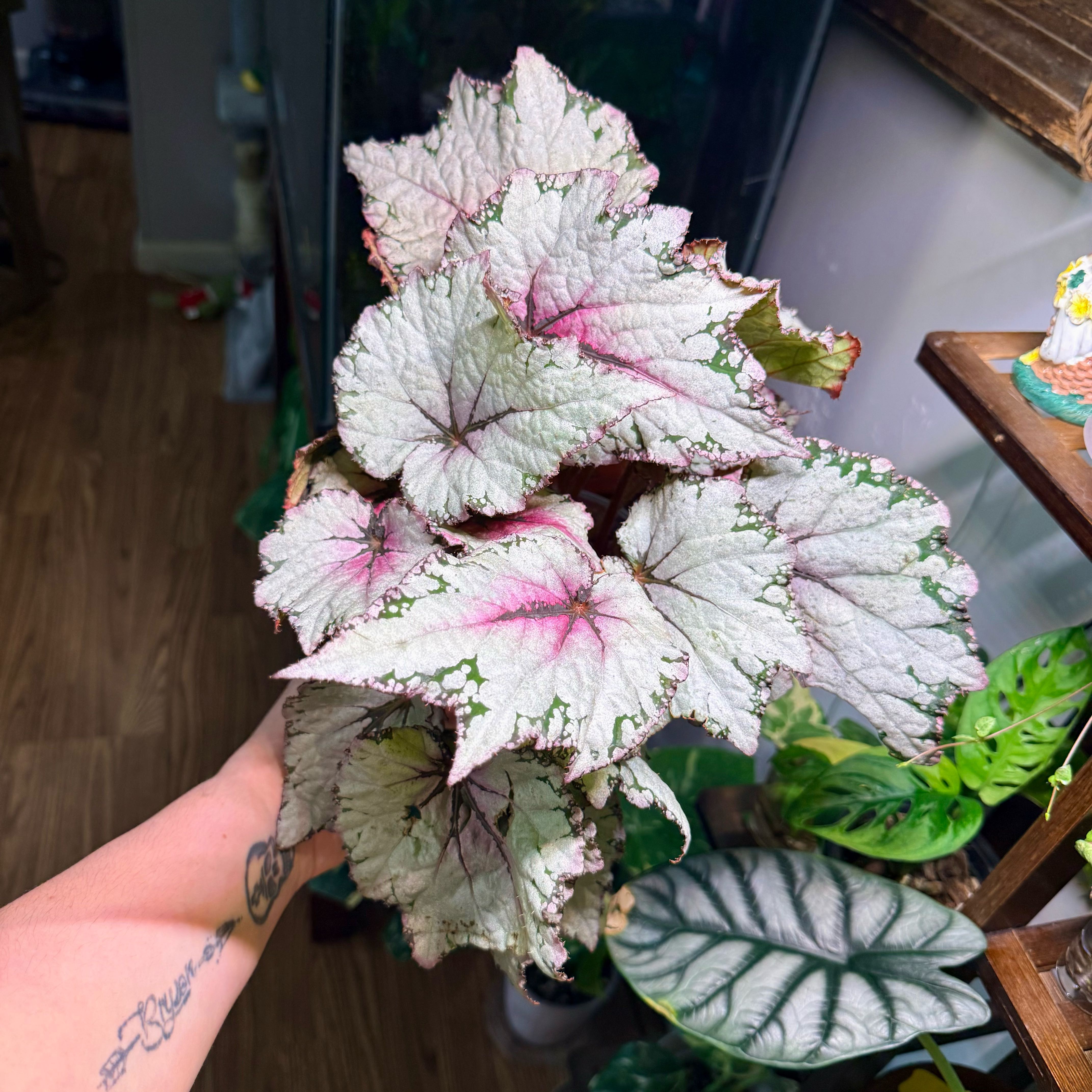 Photo of the plant species Jurassic Pink Splash Begonia by @Hayliedawn98 named Shakira on Greg, the plant care app