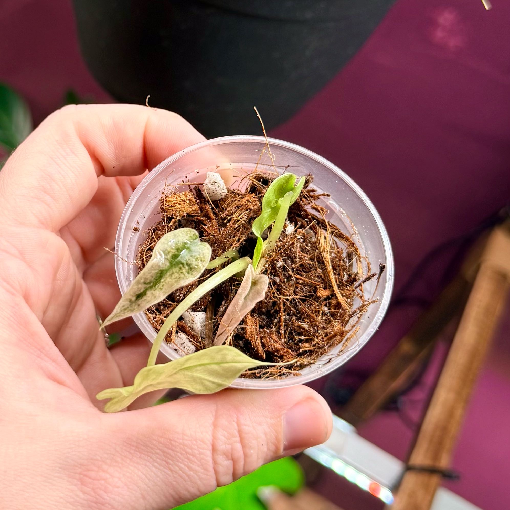 Photo of the plant species Pink polly ghost by @Hayliedawn98 named Casper on Greg, the plant care app
