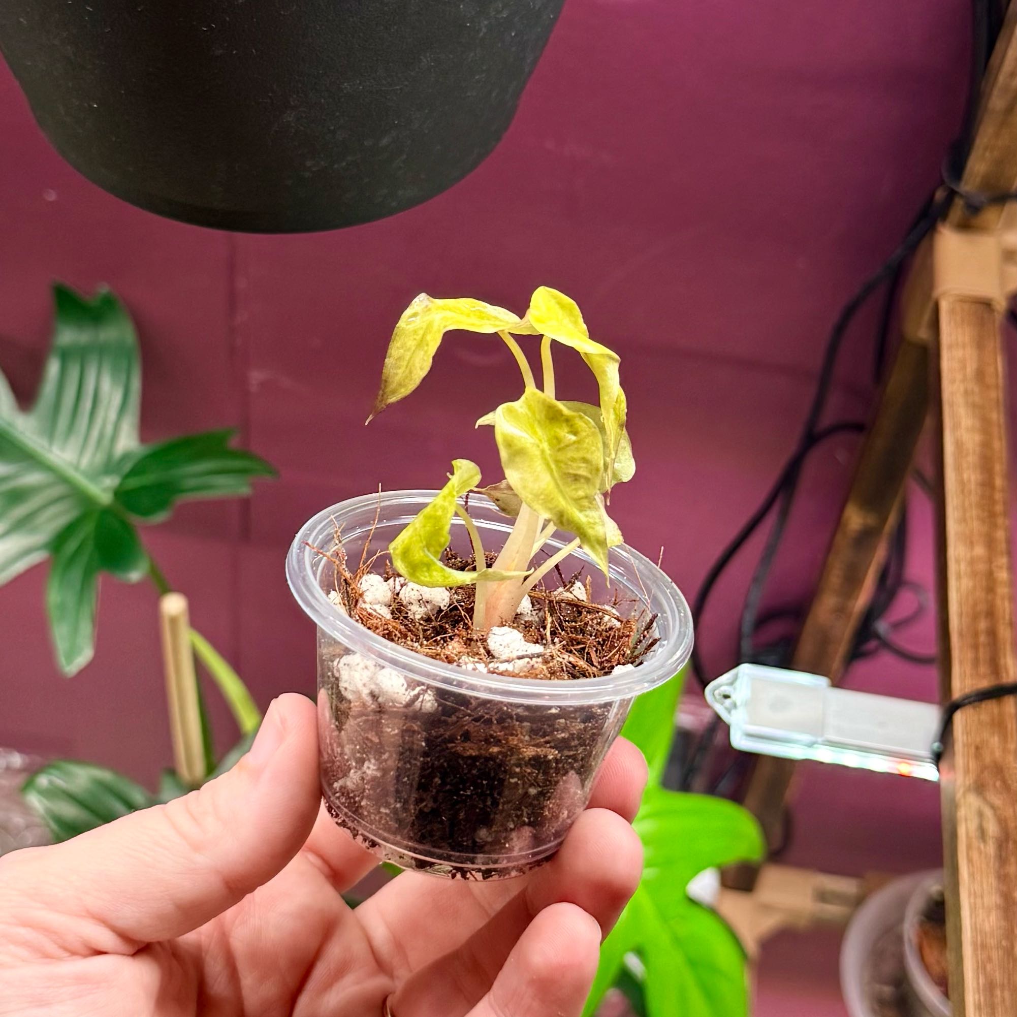 Photo of the plant species Alocasia Polly Aurea by @Hayliedawn98 named Polly Pocket on Greg, the plant care app