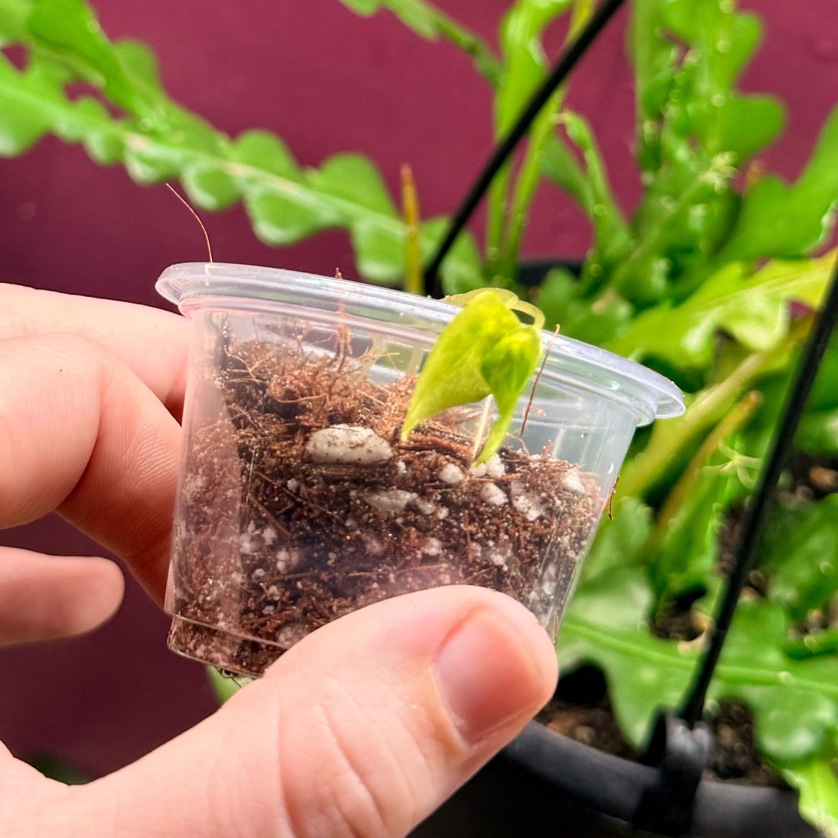 Photo of the plant species Alocasia Polly Variegated by @Hayliedawn98 named Dolores on Greg, the plant care app