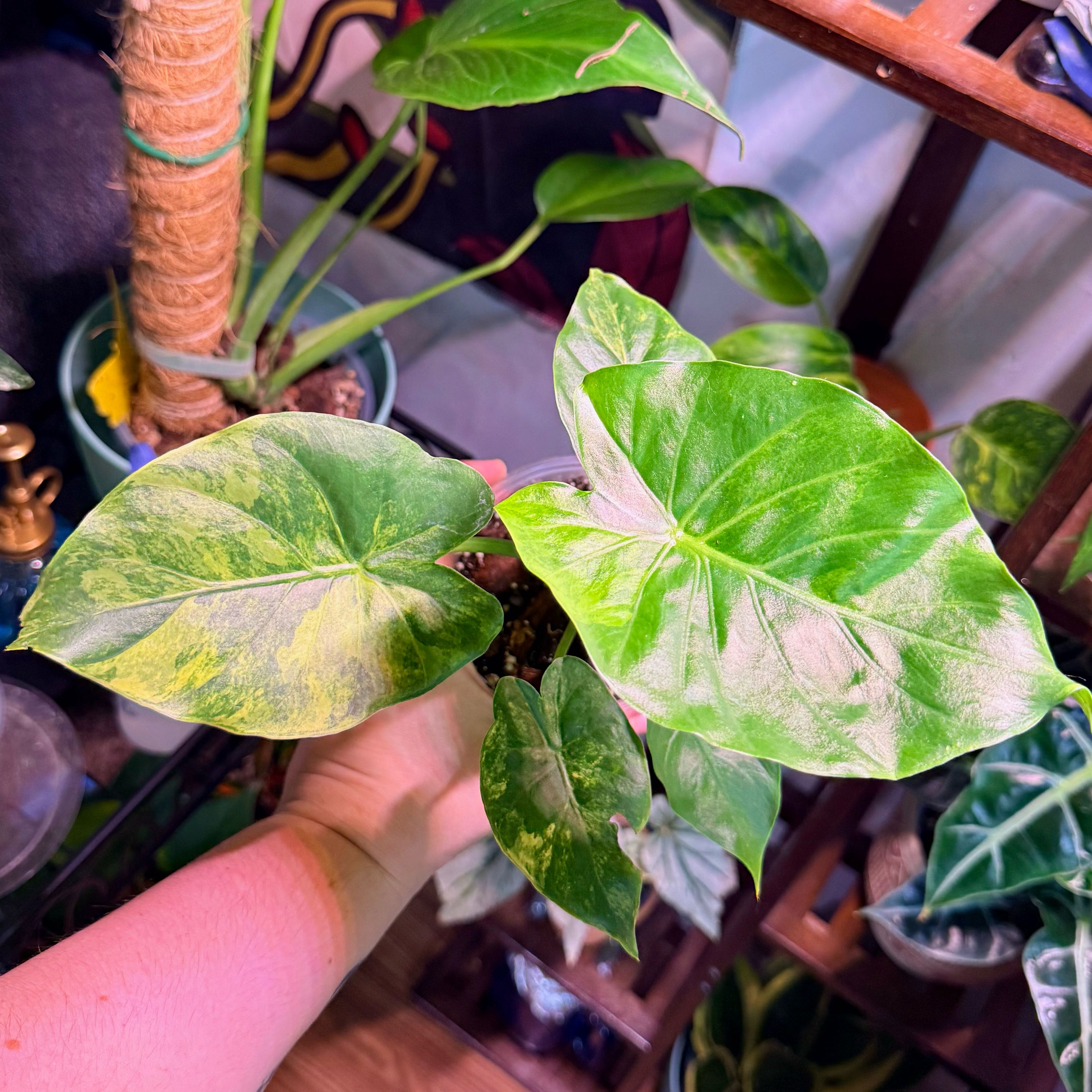 Photo of the plant species Alocasia Gageana Aurea Variegata by @Hayliedawn98 named Gage on Greg, the plant care app