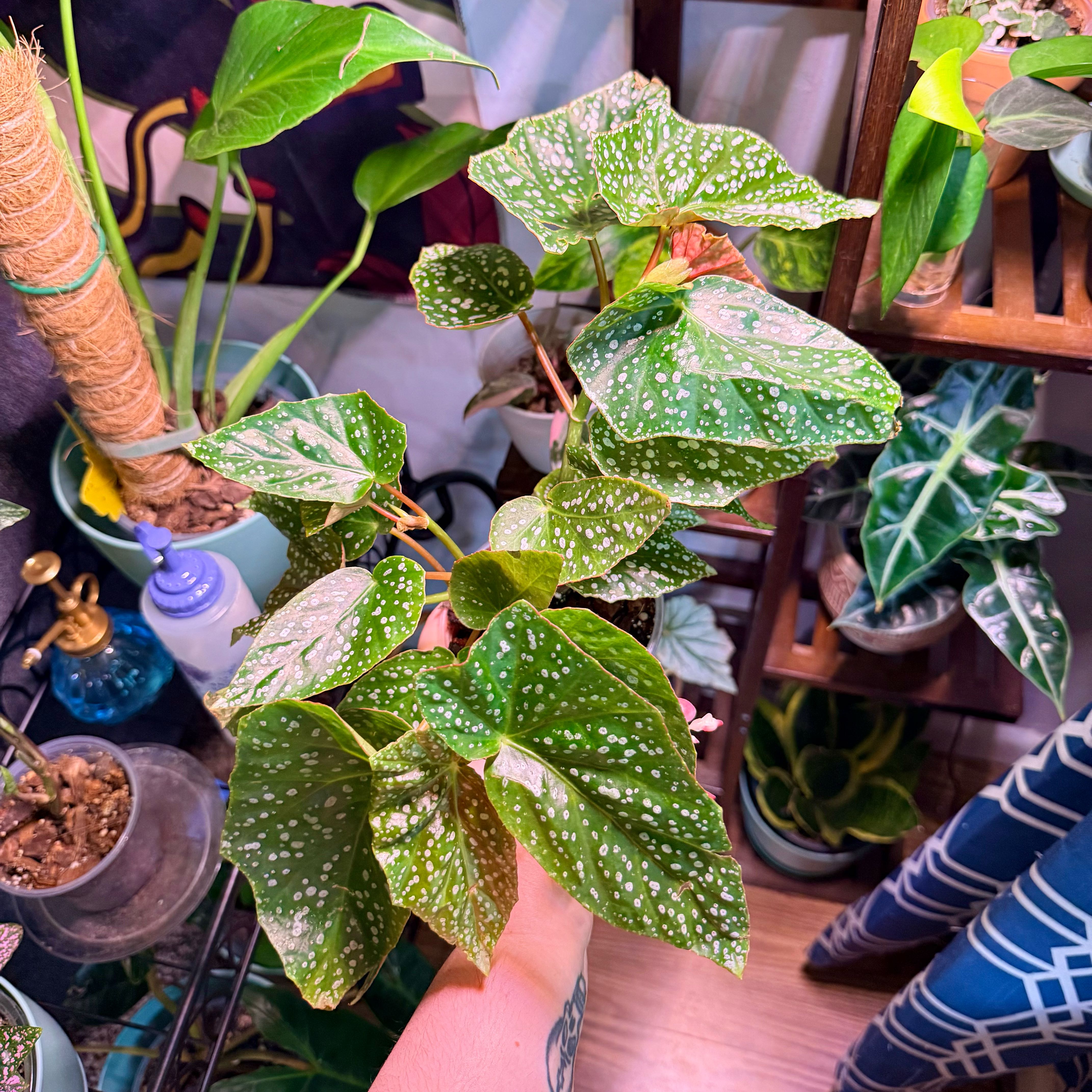 Photo of the plant species Snowcapped Begonia by @Hayliedawn98 named Lumieira on Greg, the plant care app